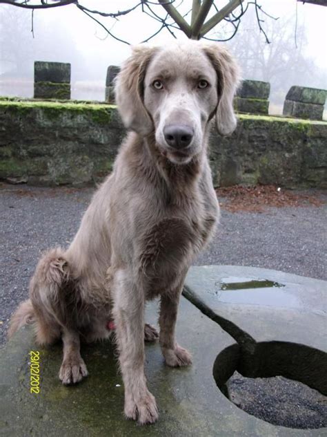 Long haired Weimaraner | Puppies and kitties, Weimaraner, Cute dogs