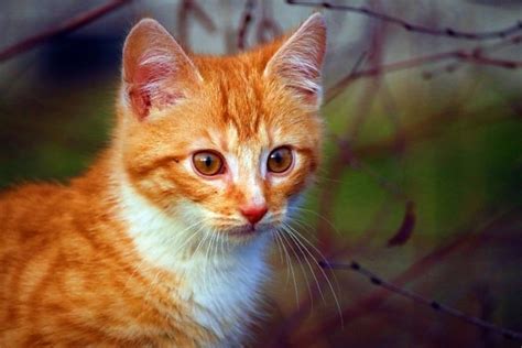 Free picture: green grass, cat, animal, cute, feline, kitten, pet, kitty