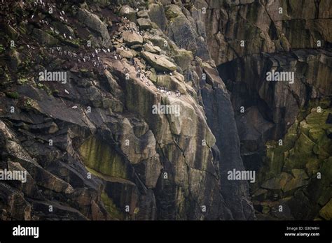 Colony of guillemot murre birds nesting on cliff face Stock Photo - Alamy