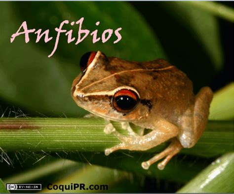 ZOOLOGICO DE MORELIA: Anfibios