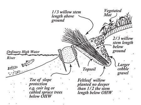 Live Siltation - Streambank Revegetation and Protection: A Guide for Alaska, Alaska Department ...