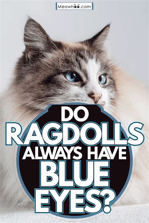 Do Ragdolls Always Have Blue Eyes?