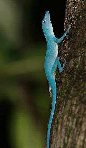 Blue Anole Facts and Pictures