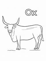 Realistic Ox coloring page sketch template