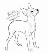 Miniature Pinscher Puppy Coloring Page Free Printable coloring Pages  sketch template