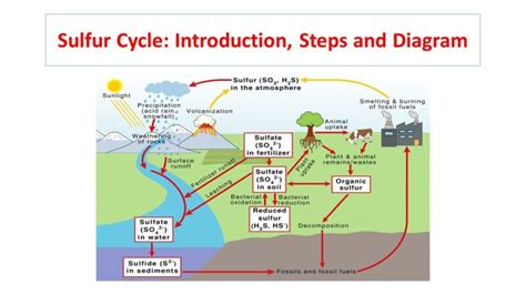 Sulfur Cycle: Introduction, Steps and Diagram - Microbiology Notes