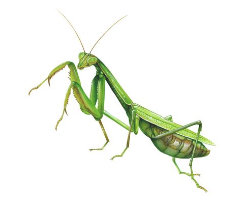 Praying Mantis Drawing at GetDrawings | Free download