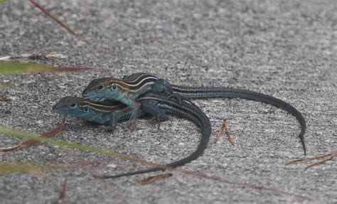 Mating Lizards | Flickr - Photo Sharing!