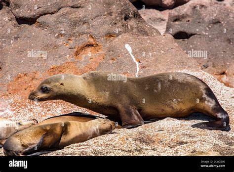 A colony of breeding California sea lions on Los Islotes in the sea of ...