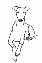 Whippet Coloring Pages sketch template