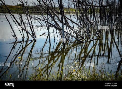 Freshwater marsh with swamps at daytime Stock Photo - Alamy