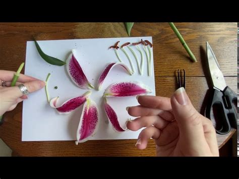 Flower Dissection Lab Activity Answer Key | Best Flower Site