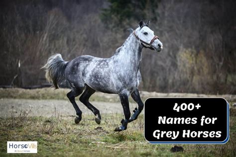 400+ Charming Names for Grey Horses (For Stallions & Mares)