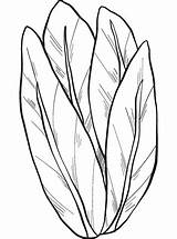 Lettuce coloring Page  Free Printable Coloring Pages sketch template