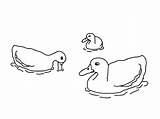 Duck Coloring Pages  Best For Kids sketch template