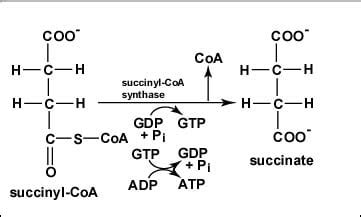 Alpha Ketoglutarate To Succinyl Coa - Brain Mind Article