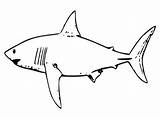 Free Printable Shark Coloring Pages For Kids sketch template