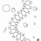 INSECT coloring Pages  30 Free Insects And Bugs Online sketch template