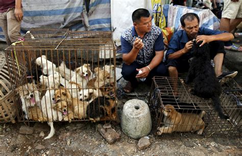 China's Dog Meat Festival: 10 things you need to know [Graphic images]