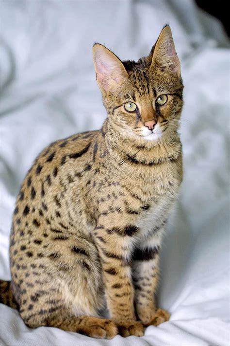 savannah cat, hybrid, serval, domestic, feline, adorable, new breed, small dog size, exotic ...