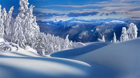 Snowy landscape