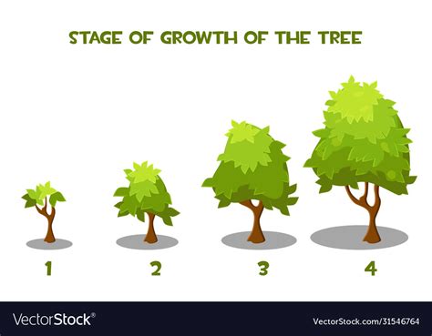 Cartoon tree growth stages Royalty Free Vector Image