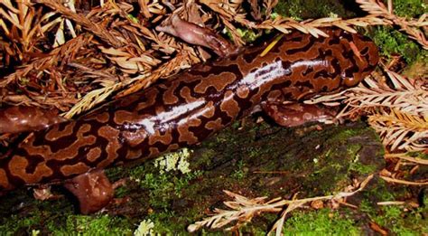 Redwood National Park Forest Giant Salamanders