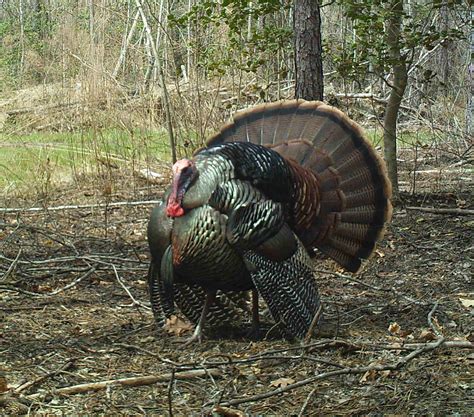 National Wild Turkey Federation | Wandering Trails Farm