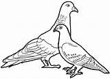 Beautiful pigeon Coloring Page For Kids sketch template