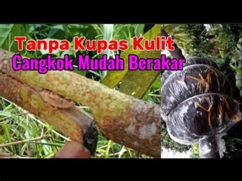 Cara Mencangkok Durian Mudah Tumbuh Akar dan Cepat Berbuah//How to Layering Durio zibethinus ...