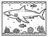 Free Printable Shark Coloring Pages For Kids  Itsy Bitsy Fun sketch template