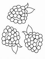 Blackberries Coloring Pages  Best For Kids sketch template