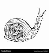 Snail coloring Page For Children And Adults Vector Image sketch template