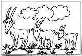 Three Billy Goats Gruff Coloring Pages Sketch Page sketch template