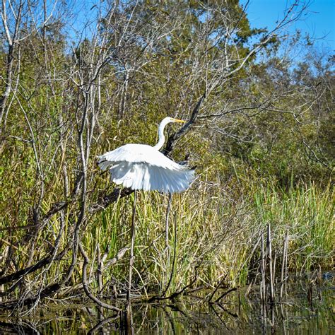 Home - Everglades Adventures Kayak & Eco Tours