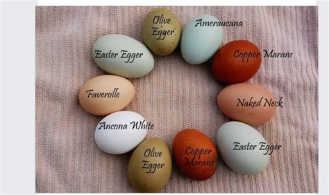 Pin by DM Valentino on Fur and Feathers | Chicken egg colors, Egg ...