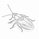 Cockroach Coloring Page  Pages Mimi Panda sketch template