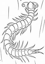 Centipede Coloring Pages Ghoul Tokyo Kids Designlooter Printable  sketch template