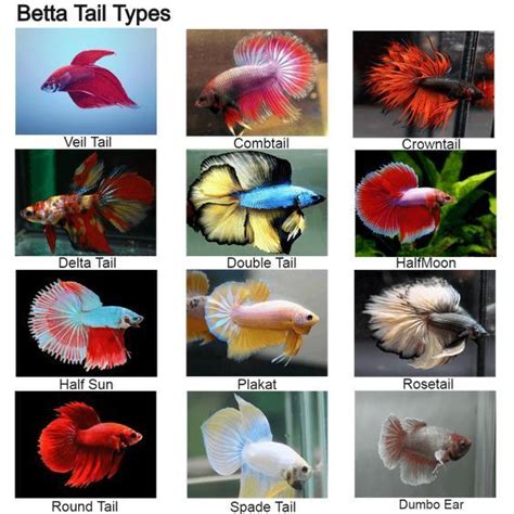 29 Types of Bettas: Tails, Colors & Patterns (With Pictures) | Betta ...