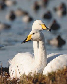 BBC - Whooper swan migration sees record year in Norfolk