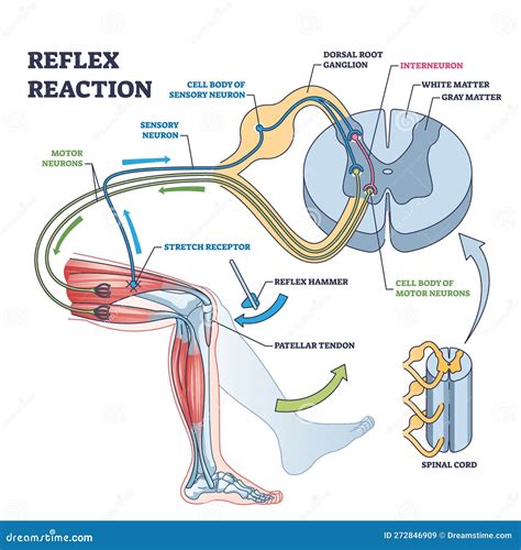 Reflex Reaction With Knee Stimulus Test Process Explanation Outline Diagram. Cartoon Vector ...