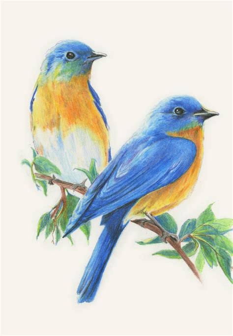 Diane Wright Art Journal: Colored Pencil - Birds | Bird drawings, Watercolor bird, Color pencil art