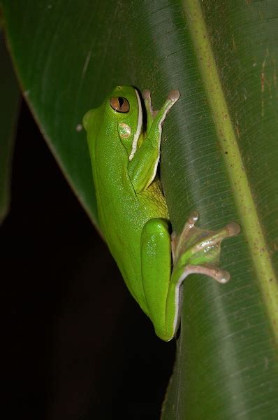 White Lipped Tree Frog Facts and Pictures