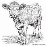 Coloring Pages Dairy Cows sketch template