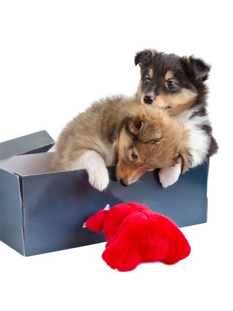 Two Little Sheltie Puppy In A Gift Box Stock Photo - Image of pets ...