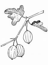 Gooseberry Coloring Pages To Print  Free Printable sketch template