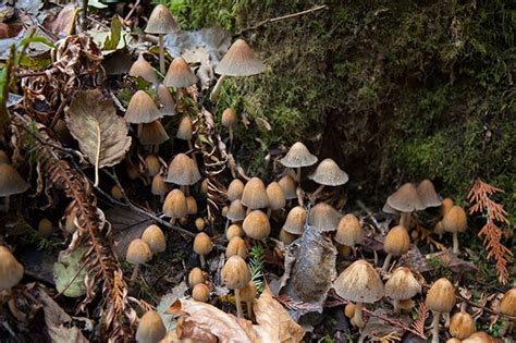 FOREST FUNGI – The Planet