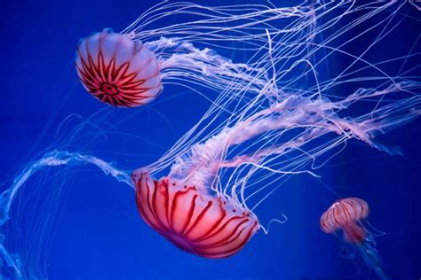 Jellyfish Sting: How to Properly Treat a Jellyfish Sting, No Peeing Necessary | Reader's Digest