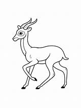 Springbok Antelope coloring page sketch template