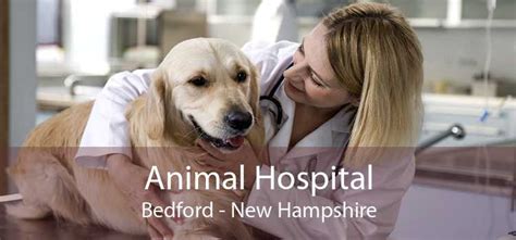 Animal Hospital Bedford - Small, Affordable, And Emergency Animal Hospital